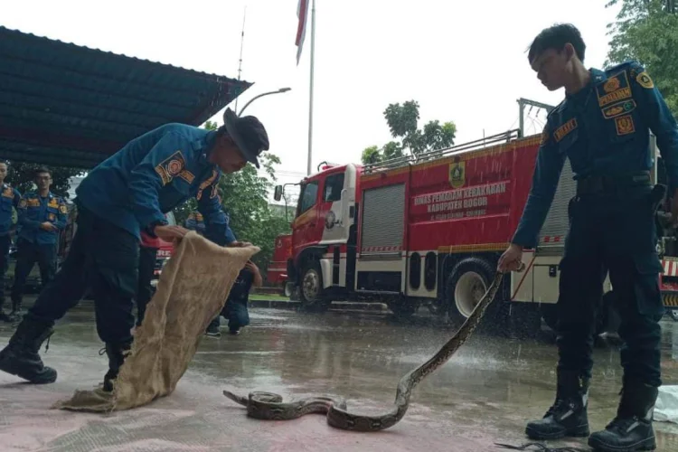 Musim Hujan Warga Banyak Temukan Ular, Damkar Kabupaten Bogor Berikan Tips Ini