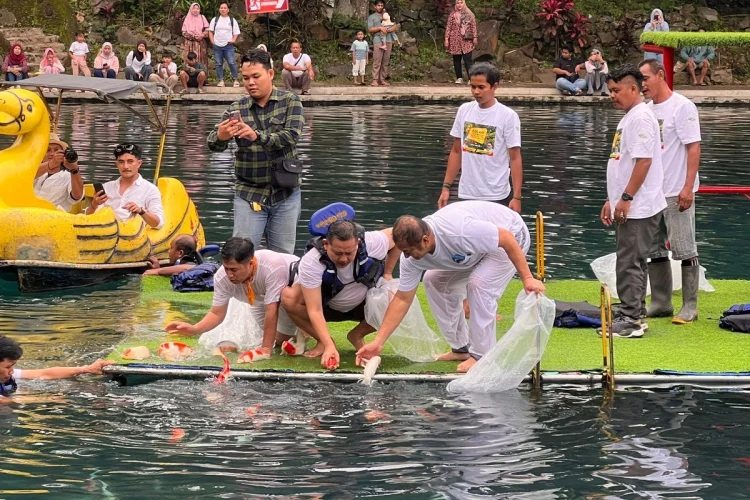 Pertama di Dunia! Bos Koi Hartono Tebar Ikan Koi Kelas Sultan ke Situ Cipanten Majalengka 