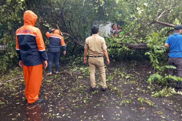 Pohon Kersen Tumbang Tutup Akses Jalan Malabar, Langsung Dievakuasi BPBD