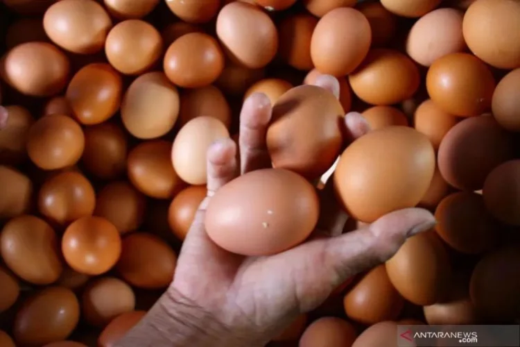 Harga Cabai Rawit Merah Mencapai Rp62.150 per Kilogram, Telur Rp29.100