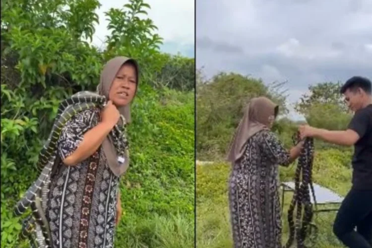 Aksi Nekat Emak-emak Jabar Bikin Merinding, Ular Dijual demi Beli Beras