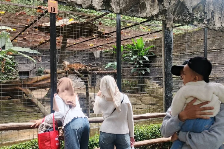 Bandung Zoo di Persimpangan: Karyawan dan Pengunjung Suarakan Harapan di Tengah Wacana Perubahan