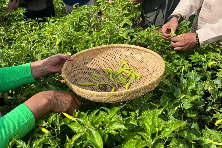 Buruan Sae di Kota Bandung Tak Sekadar Tanam Sayur, Delapan Komponen Jadi Fondasi Program