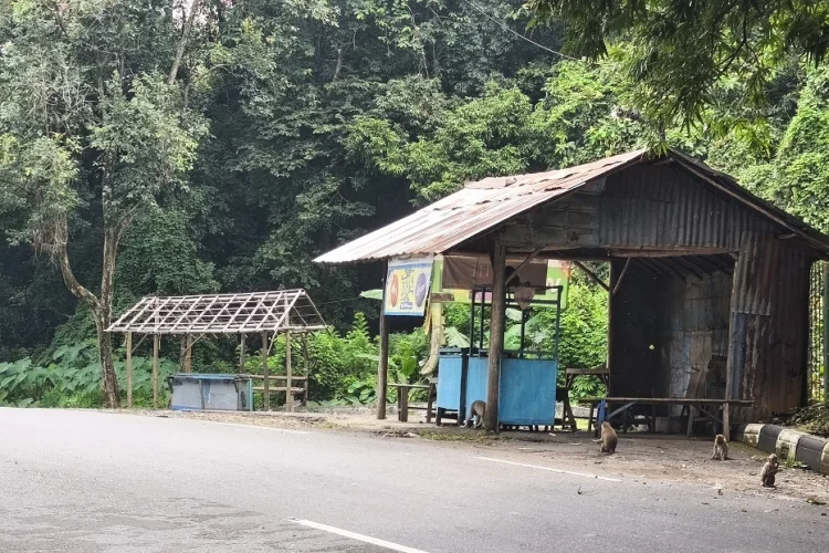Kawasan Bukit Plangon Tergerus Pembangunan, Monyet Liar  Migrasi Hingga Perkantoran Pemkab Cirebon