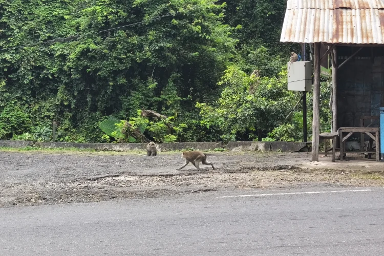 Habitat Monyet Bukit Plangon Warisan Leluhur Harus Tetap Dijaga, DPRD: Kawasan Hutan Lindung Perlu Dipertahankan