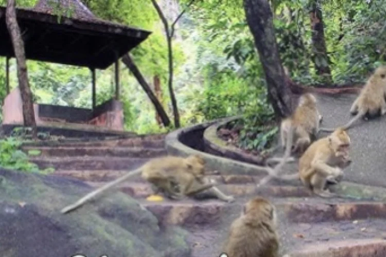 Unik! Begini Cara Memanggil Kawanan Monyet di Bukit Plangon yang Jadi Daya Tarik Wisata