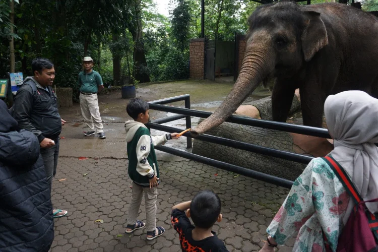 Kebun Binatang Bandung Tanggapi Dugaan Stres Satwa dengan Sistem Pemberian Makan Variatif
