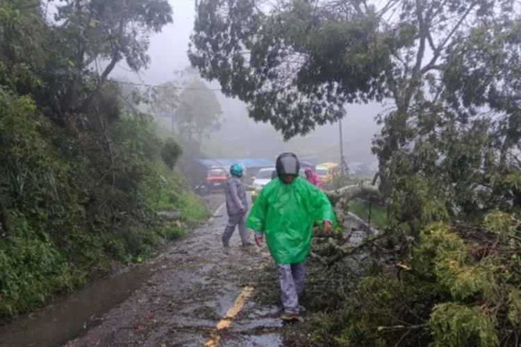 Hujan Deras Dibarengi Angin Kencang, Sejumlah Pohon Tumbang di Jalan Raya Patenggang Rancabali