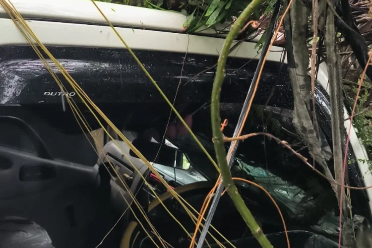 Akibat Cuaca Ekstrem, Pohon Besar Timpa Truk Pengangkut Eskrim di Bogor Timur