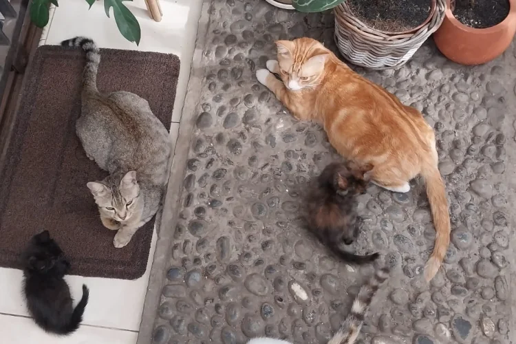 Program Sterilisasi Kucing Gratis Bantu Pecinta Hewan di Cibiru