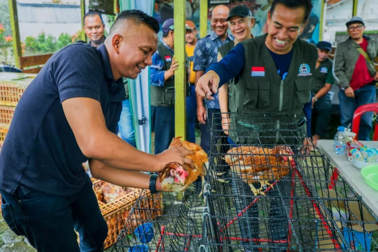 Ayam Petelur Pacu Pertumbuhan Ekonomi Warga Bogor Utara