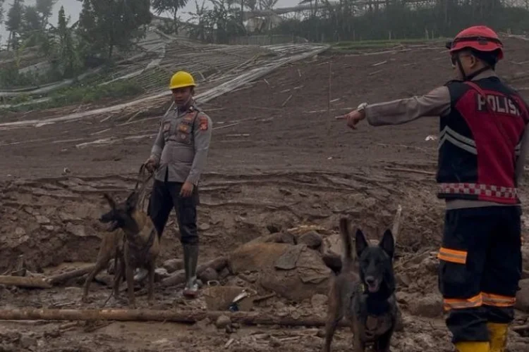 Mengenal K9 Polisi, Anjing Pelacak Pencari Korban Longsor Pasirlangu Bandung Barat