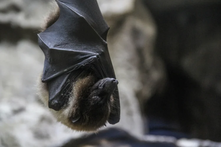 Akibat Virus Nipah, Singapura Perketat Skrining Kesehatan Bandara