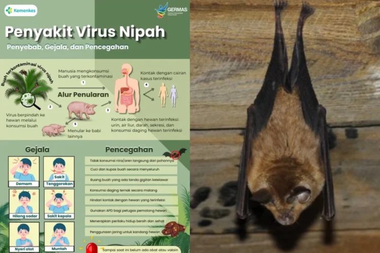 Kemenkes RI Rilis Peringatan Dini Virus Nipah, Mulai Penyebab, Gejala dan Pencegahan