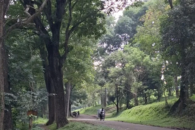 Farhan Sebut RTH Jadi Strategi Utama Mitigasi Longsor di Kawasan Bandung Utara