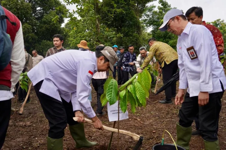 Kakao, Jalan Hijau Menghidupkan Lahan Kritis