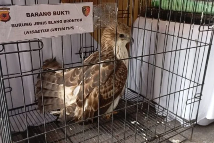 Polda Jabar Bongkar Perdagangan Elang Dilindungi di Indramayu