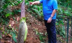 Bunga Bangkai Raksasa Besok Bakal Mekar di Kebun Raya Bogor 
