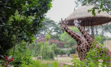 Kebun Binatang Bandung Ditutup Sementara, Farhan Pastikan Satwa Aman Terlebih Dahulu