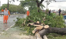 Angin Puting Beliung Tumbangkan Puluhan Pohon, Lalu Lintas di Pakansari Macet