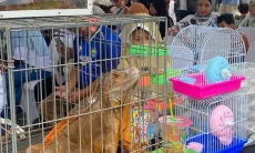 DKPP Integrasikan Data Kesehatan Hewan untuk Cegah Zoonosis di Kota Bandung