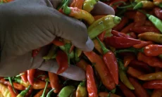 Jelang Ramadan Harga Cabai Rawit di Cirebon Tembus Rp90 Ribu per Kg