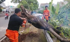 Terpaan Angin Kencang Tumbangkan Pohon Bintaro di Jembatan Cinta Kota Bogor