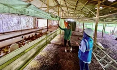 Program Electrifying Agriculture dan Marine PLN Dimanfaatkan 390 Ribu Pelanggan