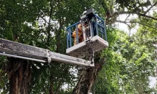 Ada Pemangkasan 5 Pohon Besar. Dishub Imbau Warga Hindari Jalan Lawang Gintung