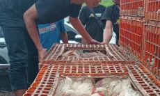 Truk Fuso Terguling di Cibinong, Ratusan Ayam Berhamburan ke Jalan Raya