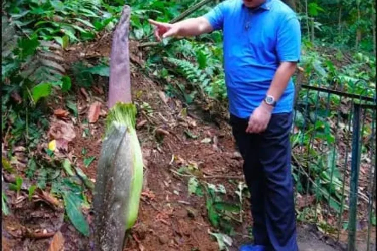 Bunga Bangkai Raksasa Besok Bakal Mekar di Kebun Raya Bogor 