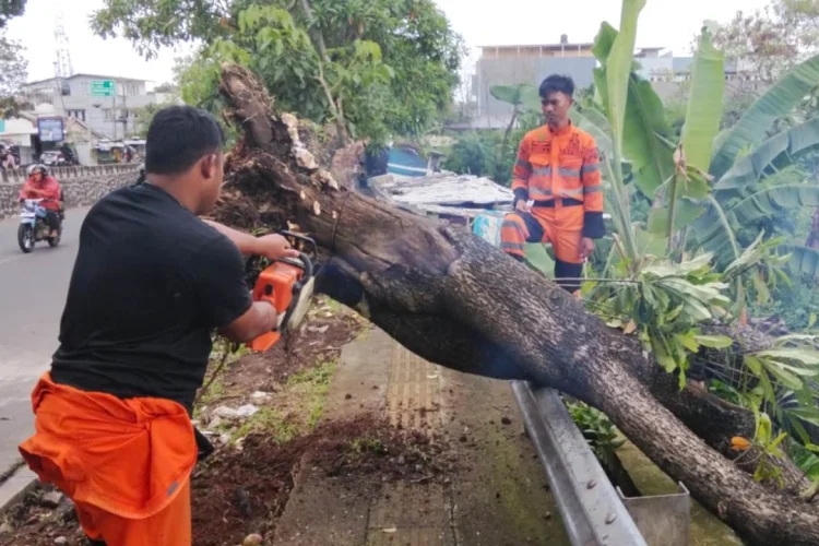 Terpaan Angin Kencang Tumbangkan Pohon Bintaro di Jembatan Cinta Kota Bogor