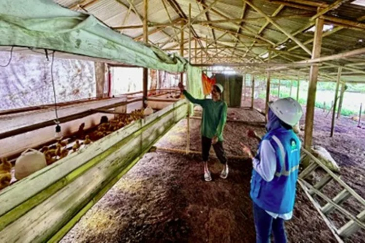 Program Electrifying Agriculture dan Marine PLN Dimanfaatkan 390 Ribu Pelanggan