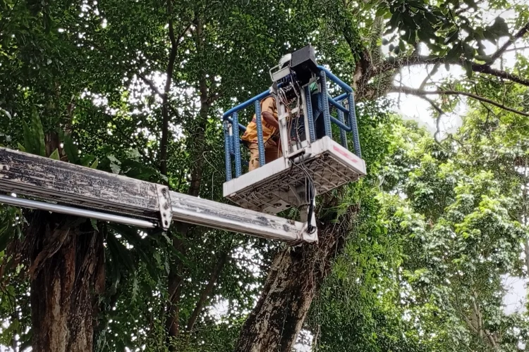 Ada Pemangkasan 5 Pohon Besar. Dishub Imbau Warga Hindari Jalan Lawang Gintung