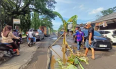 Protes, Warga Kanci Kabupaten Cirebon Pasang Pohon Pisang di Tengah Jalan Rusak