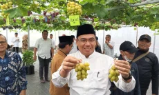 IPB University Berhasil Panen Tiga Varietas Baru Anggur Tropis