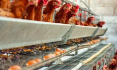 Tips Sukses Usaha Ayam Petelur ala Dispernakan KBB