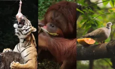 Pemprov Jabar Gandeng Bank Jabar Peduli untuk Mendanai Pakan Satwa di Bandung Zoo
