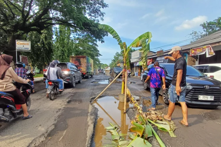 Protes, Warga Kanci Kabupaten Cirebon Pasang Pohon Pisang di Tengah Jalan Rusak