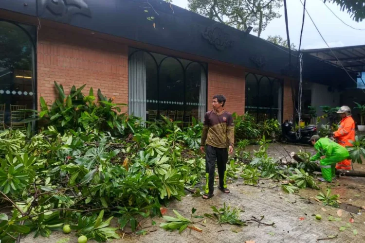 Hujan Deras Disertai Angin Sebabkan Dahan Pohon Bintaro Patah di Parkiran Aroem Resto