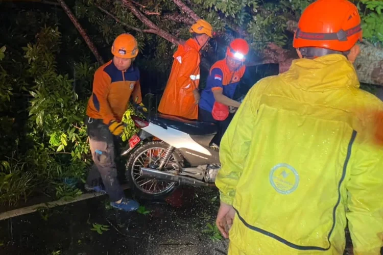 Cuaca Ekstrem di Jember, Ibu dan Anak Tertimpa Pohon Tumbang