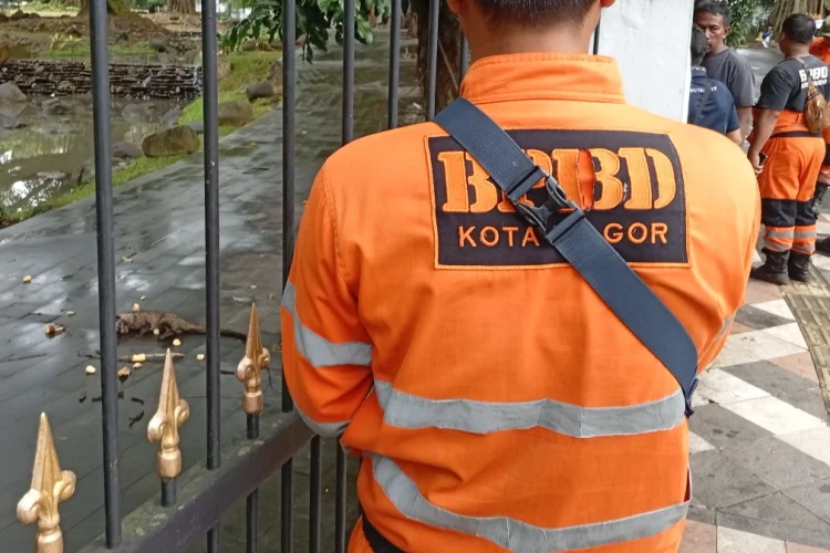 Musang Terluka di Istana Bogor Dievakuasi BPBD Kota Bogor