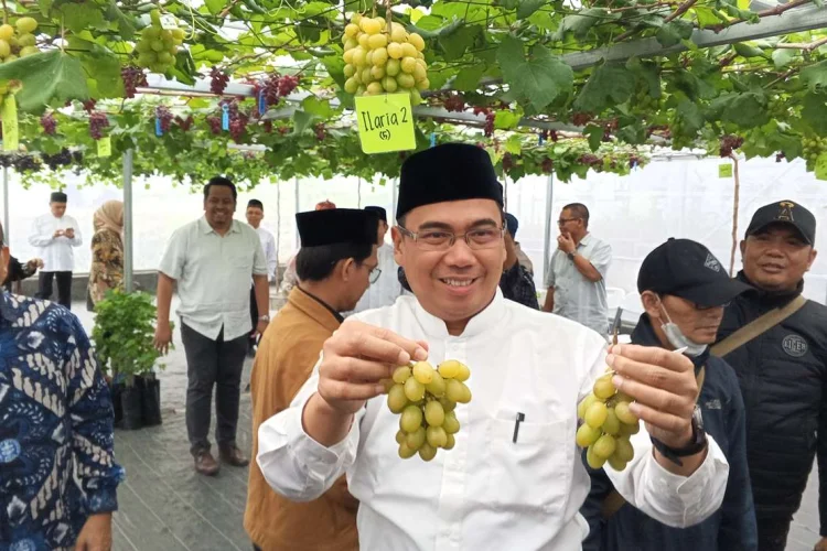 IPB University Berhasil Panen Tiga Varietas Baru Anggur Tropis