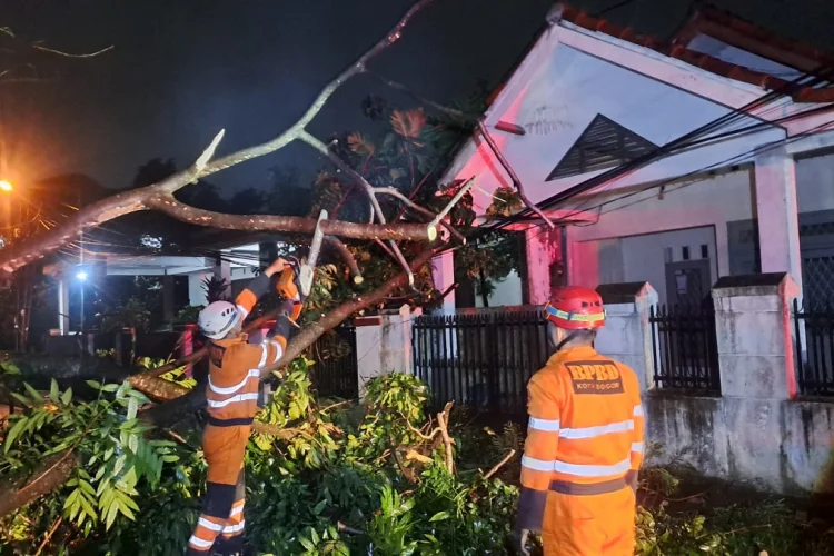 Hujan Deras dan Angin Kencang Tumbangkan Tiga Pohon di Sempur Bogor