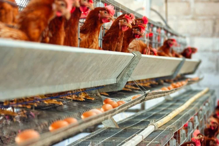 Tips Sukses Usaha Ayam Petelur ala Dispernakan KBB