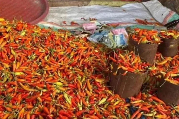 Harga Cabai Rawit Makin Melejit, Tembus Rp131.000 per kg Jelang Lebaran