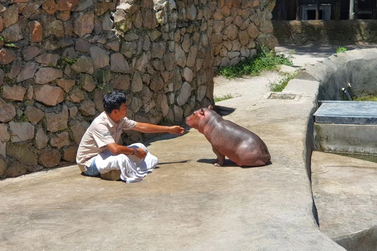 Bayi Kuda Nil Lahir di Momen Lebaran, Lengkapi Koleksi Lembang Park & Zoo