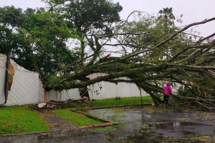 Hujan Disertai Angin Kencang, Pohon Tumbang dan Infrastruktur Kota Tasikmalaya Rusak