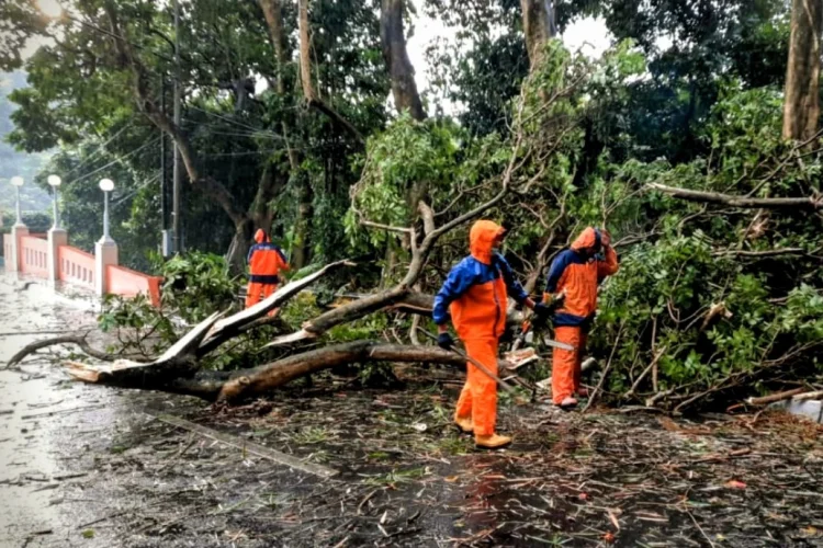Cuaca Ekstrem, Empat Titik di Cimahi Terdampak Pohon Tumbang