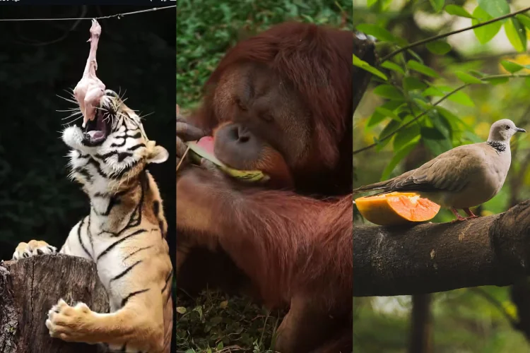 Pemprov Jabar Gandeng Bank Jabar Peduli untuk Mendanai Pakan Satwa di Bandung Zoo
